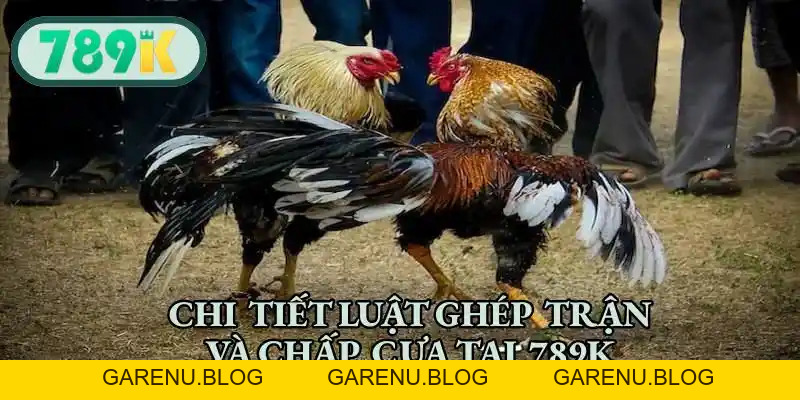 Đá Gà Cựa Tròn - Nơi Hội Tụ Các Chiến Kê Đỉnh Cao Hàng Đầu
