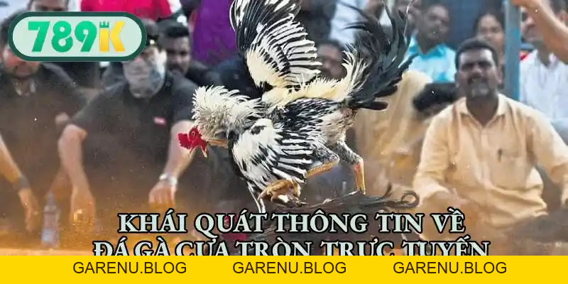 Đá Gà Cựa Tròn - Nơi Hội Tụ Các Chiến Kê Đỉnh Cao Hàng Đầu
