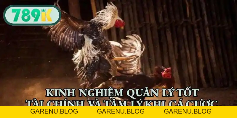 Đá Gà Cựa Tròn - Nơi Hội Tụ Các Chiến Kê Đỉnh Cao Hàng Đầu